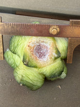 Load image into Gallery viewer, Ariocarpus Godzilla
