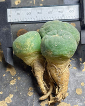 Load image into Gallery viewer, Lophophora peyote
