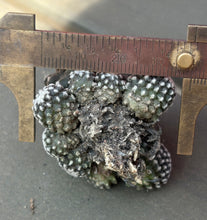 Load image into Gallery viewer, Copiapoa tenuissima
