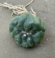 Load image into Gallery viewer, Astrophytum asterias cv. Kikko
