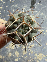 Load image into Gallery viewer, Gymnocalycium hossei
