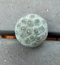 Load image into Gallery viewer, Tephrocactus geometricus
