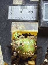 Load image into Gallery viewer, Sarcocaulon peniculinum
