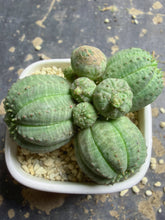 Load image into Gallery viewer, Euphorbia obesa
