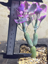 Load image into Gallery viewer, Senecio articulatus Variegated
