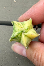 Load image into Gallery viewer, Astrophytum myriostigma variegated
