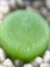 Load image into Gallery viewer, Conophytum Burgeri MRO117
