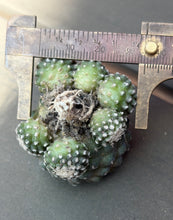 Load image into Gallery viewer, Copiapoa tenuissima
