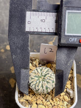 Load image into Gallery viewer, Astrophytum asterias
