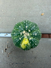 Load image into Gallery viewer, Astrophytum asterias Variegated
