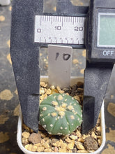 Load image into Gallery viewer, Astrophytum asterias
