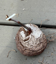 Load image into Gallery viewer, Dioscorea elephantipes
