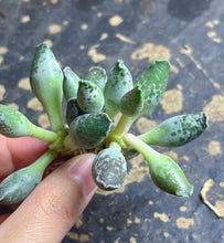 Load image into Gallery viewer, Adromischus cooperi v. Festivus
