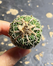 Load image into Gallery viewer, Stenocactus phyllacanthus
