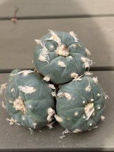 Load image into Gallery viewer, Lophophora peyote
