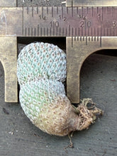 Load image into Gallery viewer, Epithelantha micromeris
