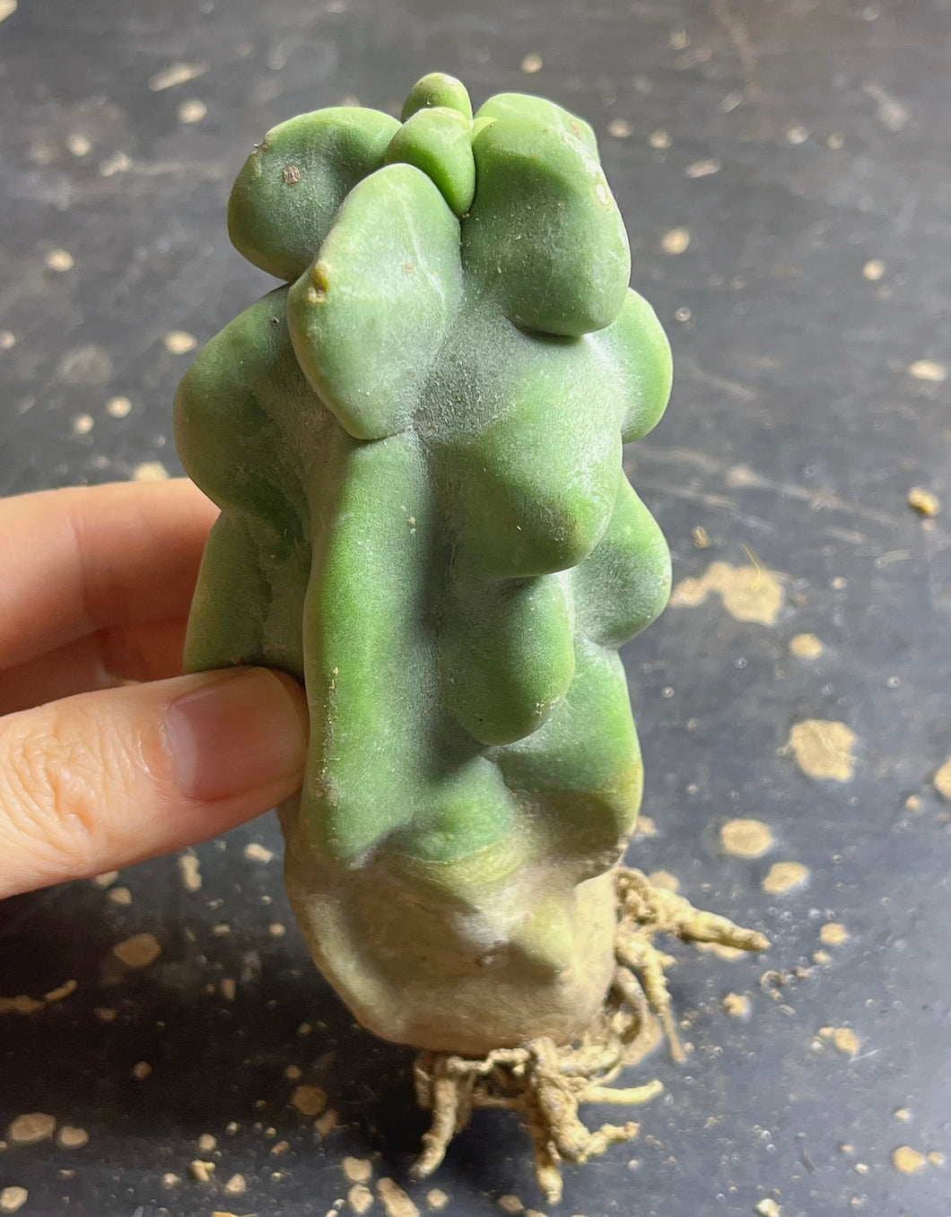 Lophocereus Schottii Monstrosus