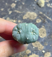 Load image into Gallery viewer, Lophophora peyote crested
