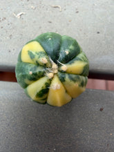 Load image into Gallery viewer, Astrophytum asterias Variegated
