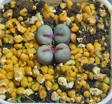 Load image into Gallery viewer, Conophytum pageae SE
