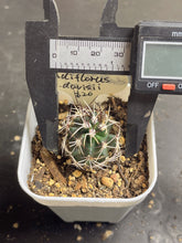 Load image into Gallery viewer, Echinocereus viridiflorus var. Davisii
