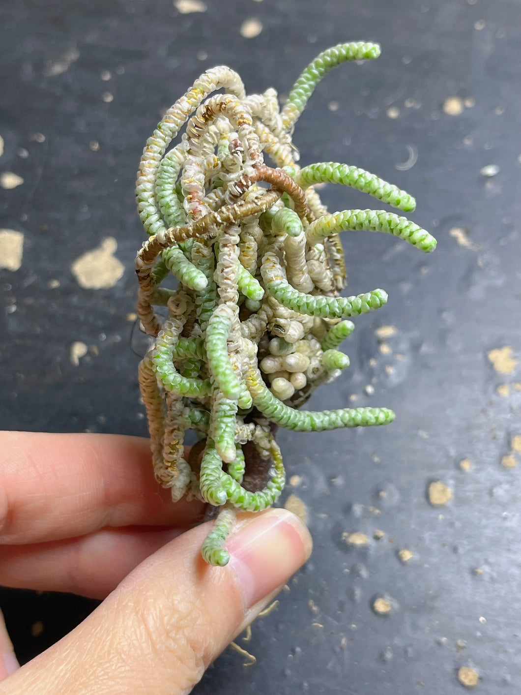 Anacampseros papyracea