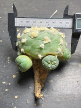Load image into Gallery viewer, Lophophora peyote
