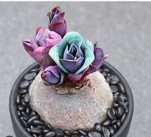 Load image into Gallery viewer, Euphorbia Rapulum
