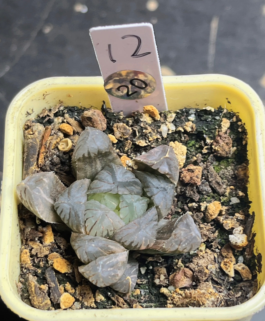 Haworthia variegated