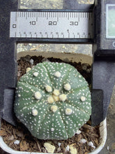 Load image into Gallery viewer, Astrophytum asterias
