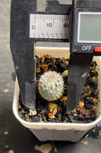Load image into Gallery viewer, Mammillaria perezdelarosae subs. andersoniana
