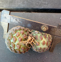 Load image into Gallery viewer, Euphorbia piscidermis
