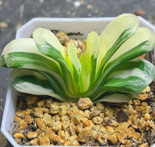Load image into Gallery viewer, Haworthia truncata  variegated
