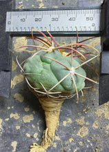Load image into Gallery viewer, Thelocactus heterochromus
