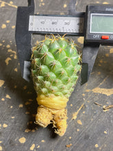 Load image into Gallery viewer, Coryphantha tripugionacantha
