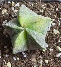 Load image into Gallery viewer, Astrophytum myriostigma variegated
