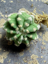 Load image into Gallery viewer, Echinopsis subdenudata
