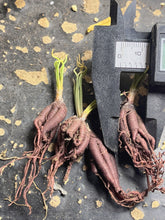 Load image into Gallery viewer, Bulbine torta
