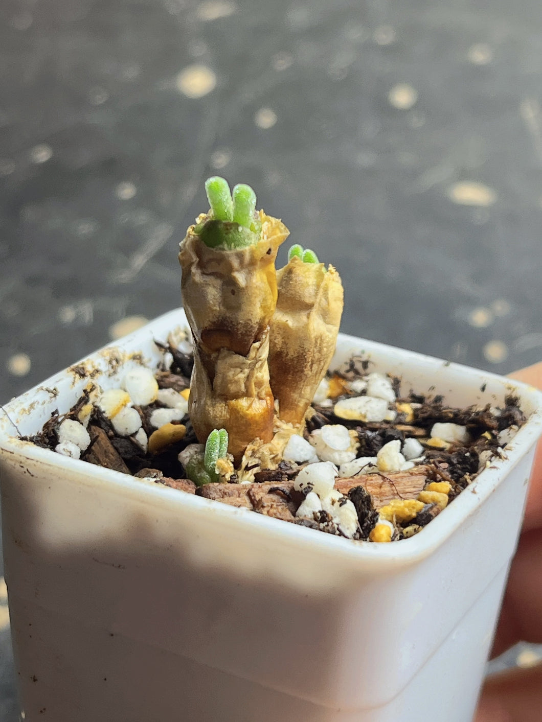 Monilaria obconica ‘bunny ears’