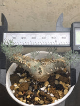 Load image into Gallery viewer, Sarcocaulon peniculinum
