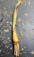 Load image into Gallery viewer, Boophone haemanthoides
