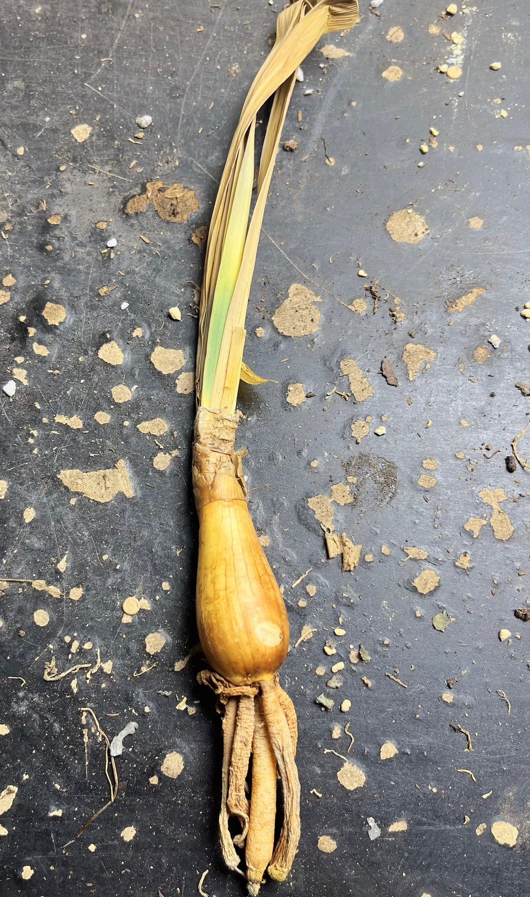 Boophone haemanthoides