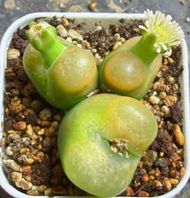 Load image into Gallery viewer, Conophytum Maughanii
