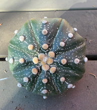 Load image into Gallery viewer, Astrophytum asterias
