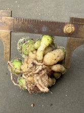 Load image into Gallery viewer, Sulcorebutia
