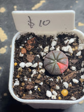 Load image into Gallery viewer, Astrophytum asterias Variegated
