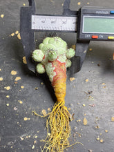 Load image into Gallery viewer, Ortegocactus macdougalli
