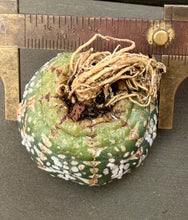 Load image into Gallery viewer, Astrophytum asterias 'Super Kabuto V-Type
