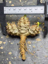 Load image into Gallery viewer, Euphorbia parvimedusae
