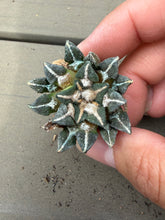 Load image into Gallery viewer, Ariocarpus kotschoubeyanus
